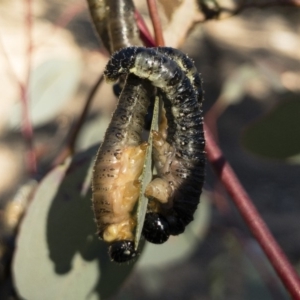 Perginae sp. (subfamily) at Michelago, NSW - 22 Jul 2018