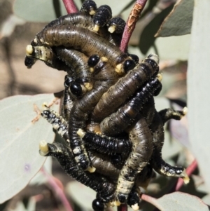 Perginae sp. (subfamily) at Michelago, NSW - 22 Jul 2018