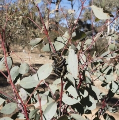 Perginae sp. (subfamily) at Michelago, NSW - 22 Jul 2018