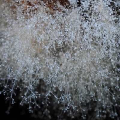 Mucorales (Pin moulds) at Bodalla State Forest - 21 Mar 2019 by Teresa