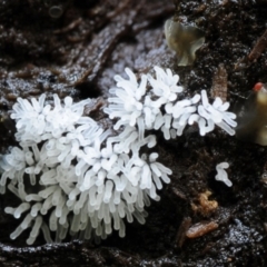 Ceratiomyxa fruticulosa (Coral Slime) at Kianga, NSW - 22 Mar 2019 by Teresa