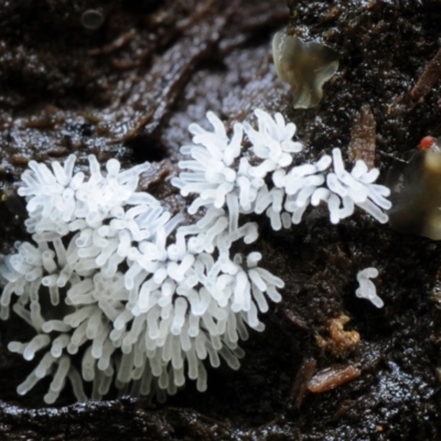 Ceratiomyxa fruticulosa (Coral Slime) at Bodalla State Forest - 21 Mar 2019 by Teresa