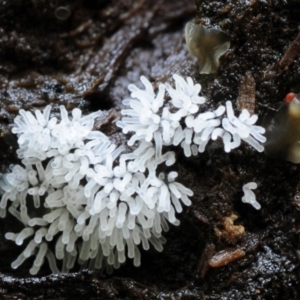 Ceratiomyxa fruticulosa at Kianga, NSW - 22 Mar 2019