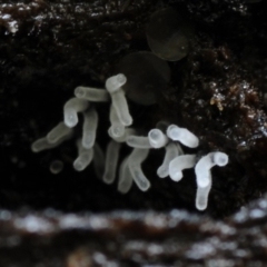 Ceratiomyxa fruticulosa at Kianga, NSW - 22 Mar 2019