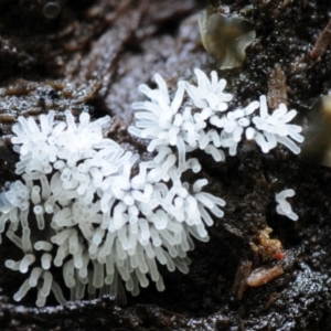 Ceratiomyxa fruticulosa at Kianga, NSW - 22 Mar 2019