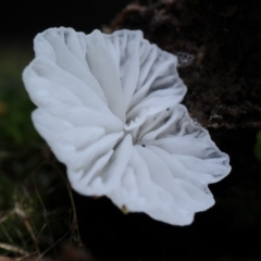 Crepidotus sp. at Box Cutting Rainforest Walk - 22 Mar 2019 by Teresa