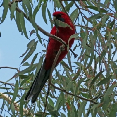 Platycercus elegans (Crimson Rosella) at Fadden, ACT - 24 Mar 2019 by RodDeb