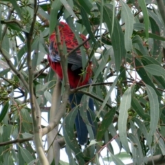 Platycercus elegans at Fadden, ACT - 24 Mar 2019