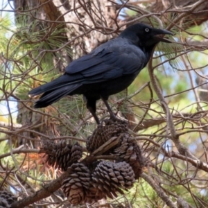 Corvus coronoides at Fadden, ACT - 24 Mar 2019
