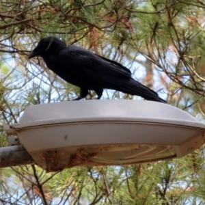 Corvus coronoides at Fadden, ACT - 24 Mar 2019