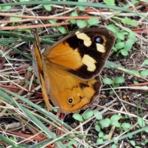 Heteronympha merope at Fadden, ACT - 24 Mar 2019 01:37 PM