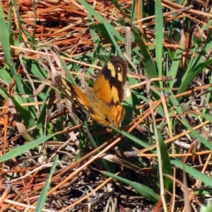 Heteronympha merope at Fadden, ACT - 24 Mar 2019 01:37 PM