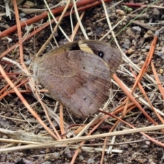 Heteronympha merope at Fadden, ACT - 24 Mar 2019 01:37 PM