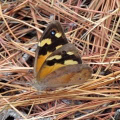 Heteronympha merope at Fadden, ACT - 24 Mar 2019 01:37 PM