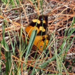 Heteronympha merope at Fadden, ACT - 24 Mar 2019 01:37 PM