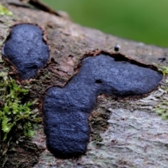 Unverified Fungus at Box Cutting Rainforest Walk - 22 Mar 2019 by Teresa