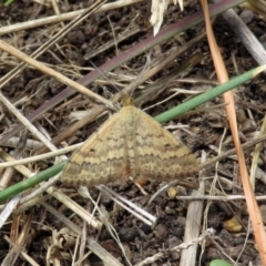 Scopula rubraria (Reddish Wave, Plantain Moth) at Chisholm, ACT - 24 Mar 2019 by RodDeb