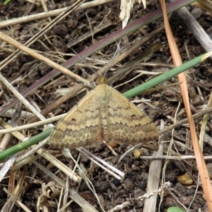 Scopula rubraria at Chisholm, ACT - 24 Mar 2019 02:04 PM