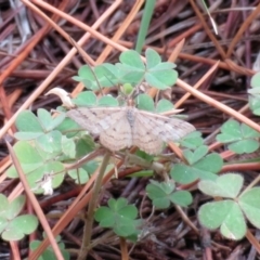 Scopula rubraria at Chisholm, ACT - 24 Mar 2019 02:04 PM