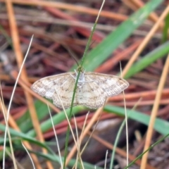 Scopula rubraria at Chisholm, ACT - 24 Mar 2019 02:04 PM