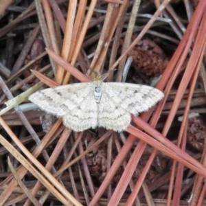 Scopula rubraria at Chisholm, ACT - 24 Mar 2019 02:04 PM