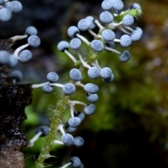 Didymium squamulosum (A Slime mould) at Kianga, NSW - 21 Mar 2019 by Teresa