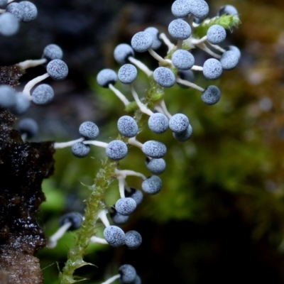 Didymium squamulosum (A Slime mould) at Box Cutting Rainforest Walk - 21 Mar 2019 by Teresa