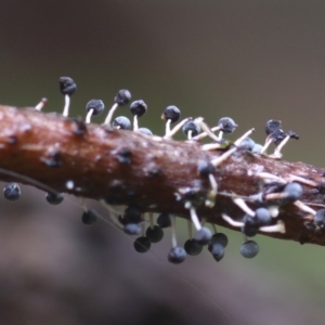 Didymium squamulosum at Box Cutting Rainforest Walk - 22 Mar 2019