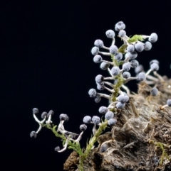 Didymium squamulosum at Box Cutting Rainforest Walk - 22 Mar 2019