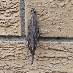 Metura elongatus at Macarthur, ACT - 24 Mar 2019