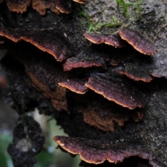 Cyclomyces setiporus at Kianga, NSW - 21 Mar 2019 by Teresa