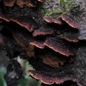 Cyclomyces setiporus at Box Cutting Rainforest Walk - 22 Mar 2019