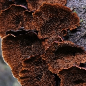 Cyclomyces setiporus at Box Cutting Rainforest Walk - 22 Mar 2019 12:00 AM