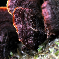 Cyclomyces setiporus at Box Cutting Rainforest Walk - 22 Mar 2019 12:00 AM