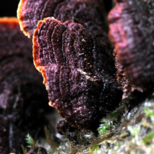 Cyclomyces setiporus at Box Cutting Rainforest Walk - 22 Mar 2019