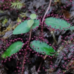 Physarum roseum (A slime mould) at Box Cutting Rainforest Walk - 21 Mar 2019 by Teresa