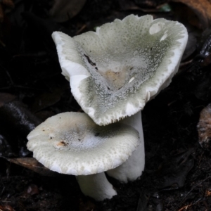 Russula viridis at suppressed - 22 Mar 2019