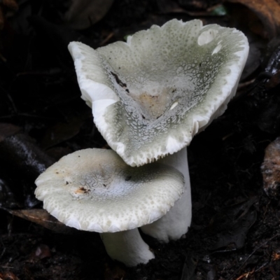 Russula viridis (Russula viridis) at Kianga, NSW - 21 Mar 2019 by Teresa