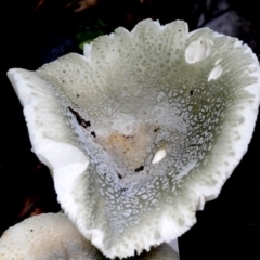 Russula viridis at suppressed - 22 Mar 2019