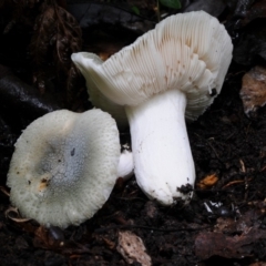 Russula viridis at suppressed - 22 Mar 2019 12:00 AM