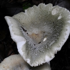 Russula viridis at suppressed - 22 Mar 2019 12:00 AM