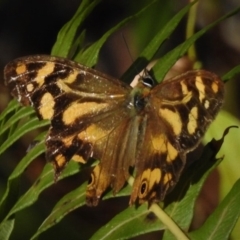 Heteronympha banksii (Banks' Brown) at Tidbinbilla Nature Reserve - 24 Mar 2019 by JohnBundock