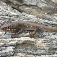 Liopholis whitii (White's Skink) at Mount Clear, ACT - 23 Mar 2019 by AndrewCB