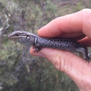 Liopholis whitii at Mount Clear, ACT - 23 Mar 2019