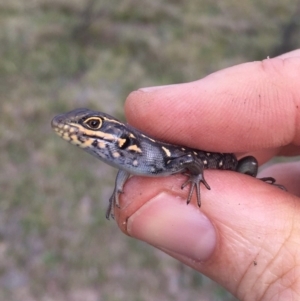 Liopholis whitii at Mount Clear, ACT - 23 Mar 2019