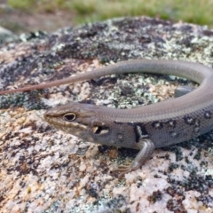 Liopholis whitii at Mount Clear, ACT - 23 Mar 2019