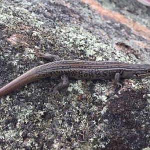 Liopholis whitii at Mount Clear, ACT - 23 Mar 2019