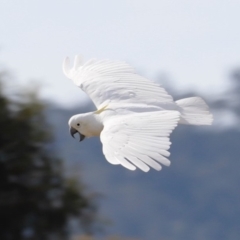 Cacatua galerita (Sulphur-crested Cockatoo) at Rendezvous Creek, ACT - 19 Jan 2019 by Cricket