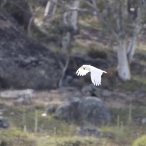 Cacatua galerita at Rendezvous Creek, ACT - 20 Jan 2019 08:44 AM