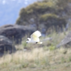 Cacatua galerita at Rendezvous Creek, ACT - 20 Jan 2019 08:44 AM